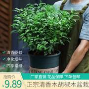 正宗清香胡椒木盆栽花卉，室内外驱蚊草植物树苗老桩盆景九里香绿植