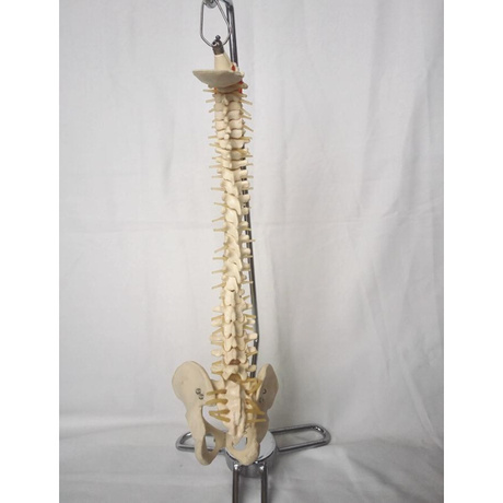 人体脊柱模型