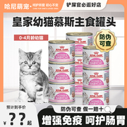皇家奶糕罐头幼猫奶糕主食猫罐头，营养增肥主食，猫罐头24罐整箱进口