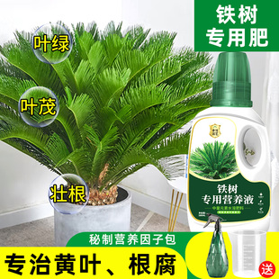 铁树专用营养液叶子发黄花肥，硫酸亚铁铁树专用肥料小盆栽营养液