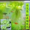 浮萍水草植物造景的养龟缸养鱼缸用品漂浮水芙蓉苗水葫芦