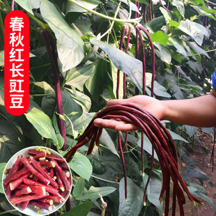 春秋红豇豆种子秋冬中晚熟长缸豆种子爬藤冬豆角种2-7月蔬菜种子