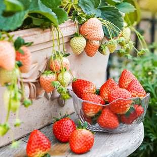 奶油草莓苗盆栽带盆土食用红颜，四季种植结果，南方阳台露天种植苗