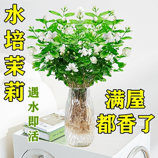 茉莉花水培植物盆栽办公室内桌面好养懒人鲜花绿植九里香水养花卉