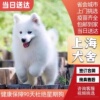 纯种萨摩耶幼犬熊版萨摩耶幼犬微笑天使萨摩耶犬幼犬宠物训练