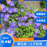 龙龙月季园艺hf杨铁线莲，稀有蓝色丰花入门款，攀援花卉阳台