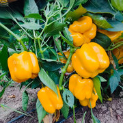 黄色甜椒种子辣椒种籽味甘甜春季四季盆栽灯笼椒种孑蔬菜种苗籽种