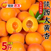 陕西大黄杏子新鲜水果5斤当季现摘酸甜脆杏巨蜜金太阳(金太阳)杏整箱1