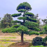 一对一选树大型原生罗汉松造型，树别墅庭院地景盆景名贵树矮桩