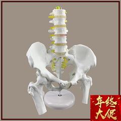 骨盆模型附五节腰椎脊柱模型盆骨模型人体骨骼模型股骨腰椎椎间v