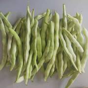 东北豆角新鲜芸豆蔬菜现摘现发油豆角，应季开锅就烂35斤