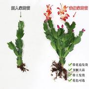 嫁接蟹爪兰花苗蟹爪莲带花卉多色盆栽绿植物，室内花四季好养阳台