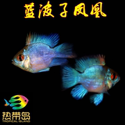 小型鱼淡水鱼荷兰宝蓝凤凰阿凡，达波子蓝波子，凤凰短鲷热带鱼