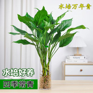 水培植物万年青(万年青)盆栽，室内桌面盆栽，富贵竹卧室客厅净化空气好养植物