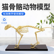 猫骨骼标本模型教学骨架骨头骨骼，模型骨科器械宠物动物猫