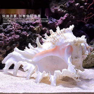 海螺贝壳鱼缸水族箱造景装饰大小号贝壳海底世界摆件躲避屋