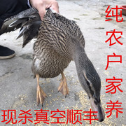安徽农家散养老鸭子麻鸭，非养殖两年炖汤土，老母鸭新鲜整只鸭肉