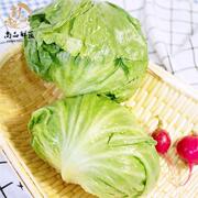 新鲜包心生菜球生菜圆生菜结球生菜汉堡生菜蔬菜沙拉五件多省