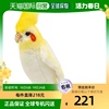 日本直邮HANSA娃娃BH6457鹦鹉21儿童可爱毛绒布艺类玩具摆件