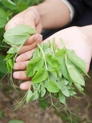 豌豆苗种蔬菜豌豆种籽尖芽苗菜种子种籽四季种植孑碗豆种碗豆吃苗