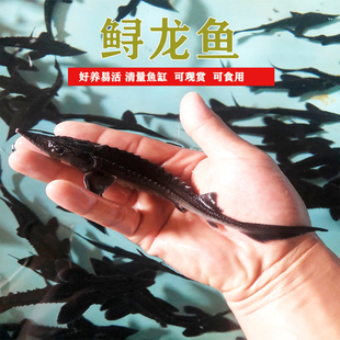 冷水观赏鱼鱼苗清道夫鲟龙鱼，淡水鱼锦鲤活体，混养金鱼包活