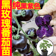 超甜纯黑紫色黑玫瑰番茄秧苗带土黑珍珠樱桃西红柿圣女果种子盆栽