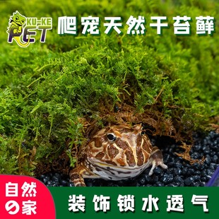 爬宠苔藓水苔垫材干保湿透气生态造景乌龟角蛙冬眠用品爬虫运输