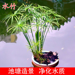 水生水培植物龟水竹盆栽水，棕竹鱼缸水，池塘旱伞草风车草苗