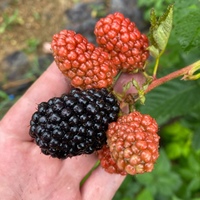 双季黑莓树莓组培黑莓南北方，庭院阳台种植覆盆子