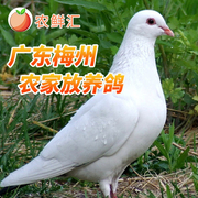 鲜中鸽4只装农家鸽子乳鸽原粮生态喂养广东省外不发
