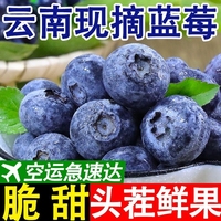 云南高山蓝莓，空运极速达颗颗爆汁