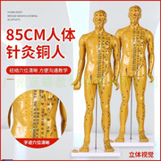 铜色清晰经c络通针灸，铜人中医人体穴位模型，针灸人模80cm针灸铜