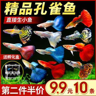 孔雀鱼活体凤尾淡水宠物，活体礼服小型热带观赏鱼，纯种孔雀鱼胎生鱼