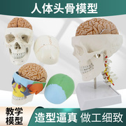 骷髅模型人体头颅骨骼，迷你头骨可拆卸美术素描道具医学生教学模具
