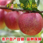 珍珠枣油桃树苗嫁接桃树苗脆甜桃子树苗南方北方种植当年结果树苗