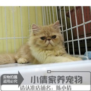 异国长毛猫波斯猫活体宠物猫咪异国长毛猫加菲活体红虎斑幼猫x