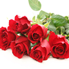 红玫瑰花苗卡罗拉花店同款玫瑰特大花阳台庭院四季绿植物盆栽大苗