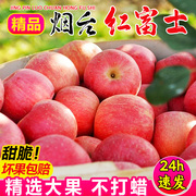正宗山东烟台红富士苹果水果，新鲜脆甜510斤冰糖心苹果丑