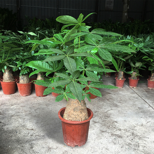 大型发财树盆栽客厅室内大盆景，四季常青植物办公室，招财绿植金钱树(金钱树)