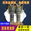 青龙虾鲜活生冻青龙仔大龙虾新鲜冷冻小青龙虾约250g/只省内4