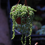 佛珠多肉植物珍珠吊兰，高档室内净化空气，吸甲醛四季绿植花卉盆栽