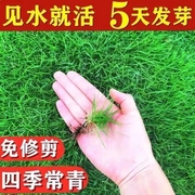 草坪种子高羊茅进口四季常青护坡草籽黑麦草百慕大庭院绿化草种籽