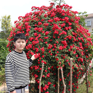 木香花苗爬藤植物庭院蔷薇开花特大花四季浓香，红色甜蜜红木香花苗