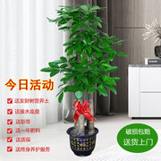 适合搬新家的绿植绿色植物，盆栽室内好养电视柜旁边家庭发财树客厅