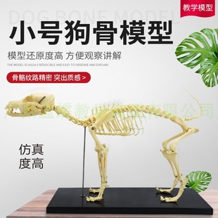 宠物骨科器械狗骨骼，标本模型动物狗猫犬教学骨架，骨头骨骼模型