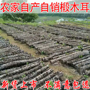 东北黑木耳椴木秋耳非纯野生鼠耳无根小碗耳干货特产