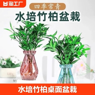 水培驱蚊竹柏桌面植物盆栽绿植，室内花卉客厅防蚊好养四季常青土培