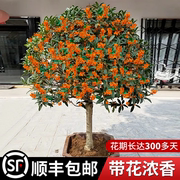 桂花树苗原生嫁接大树八月金丹桂(金丹桂)庭院，花卉盆栽阳台植物四季桂花开