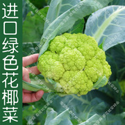 绿色花椰菜种子秋季播特色，彩色蔬菜籽阳台盆栽，菜园好吃好看菜孑