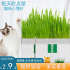 猫草盆栽懒人已种子幼猫即食土壤猫咪营养小麦零食化毛天然有机